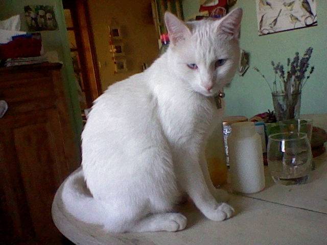 Fripon - Mâle (3 ans)