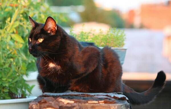 cheese - Mâle (2 ans)