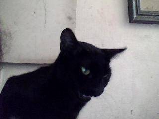 Minette - (1 mois)