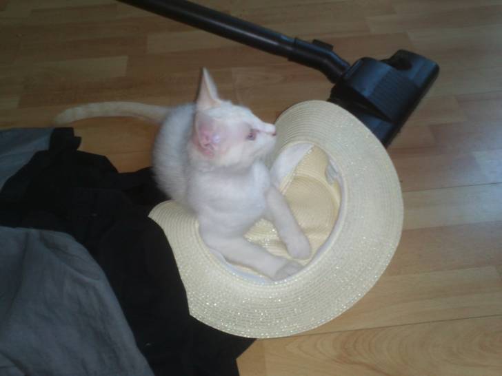 Mon chapeau ! - Mâle