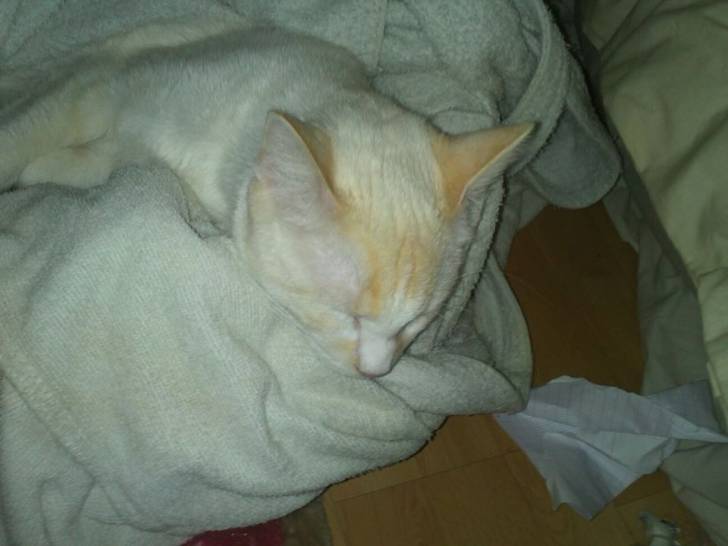 Lucky à l'heure de la sieste ! - Mâle