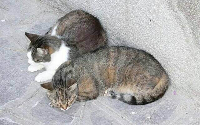 mark and robby - Mâle (2 ans)