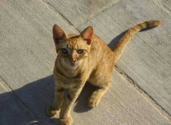 lola - (8 mois)