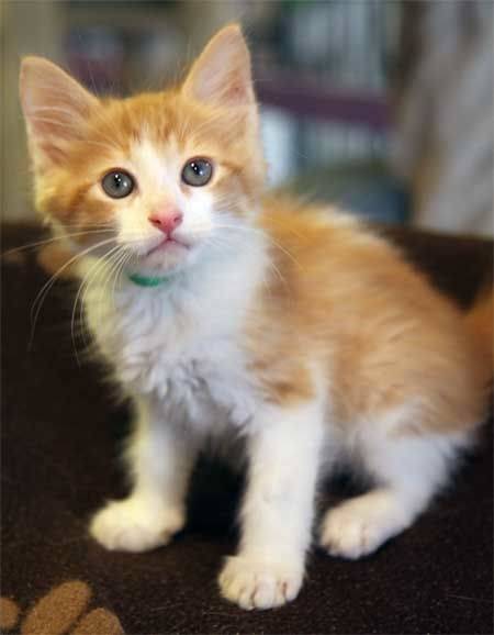 Charlie - Mâle (10 mois)