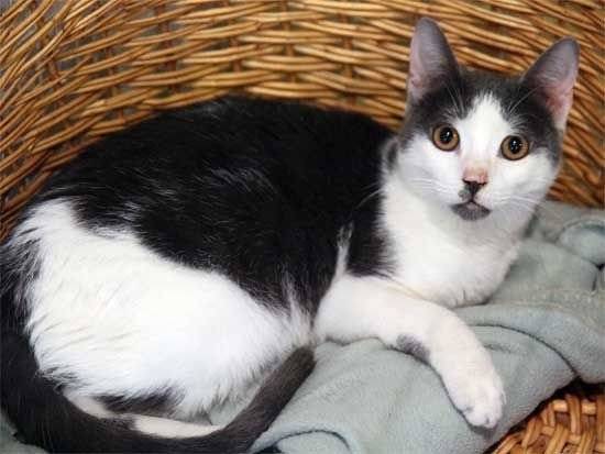 Hitch - Mâle (2 ans)