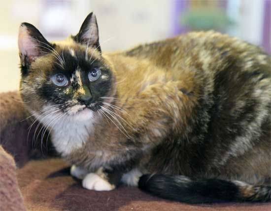 Miss Kitty - (5 ans)