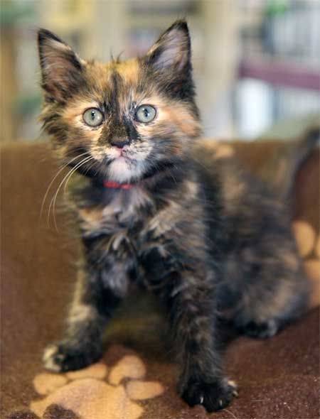 PENELOPE - Mâle (6 mois)