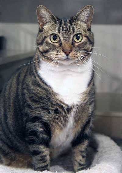 PHOEDE - Mâle (4 ans)