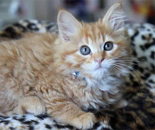 Rudy - (6 mois)