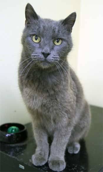 Smokey - Mâle (3 ans)