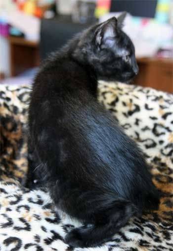 Spitfire - (3 ans)