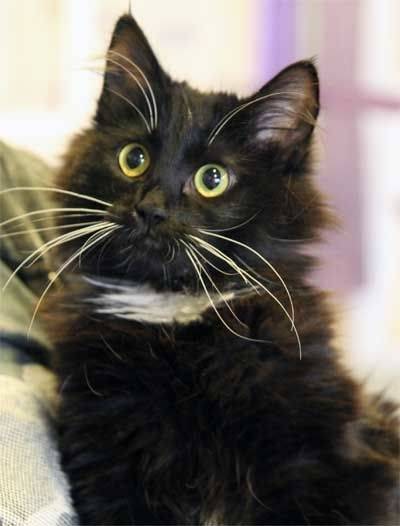 Susanna - (8 mois)
