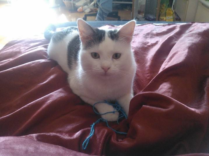 finn - Mâle (2 ans)