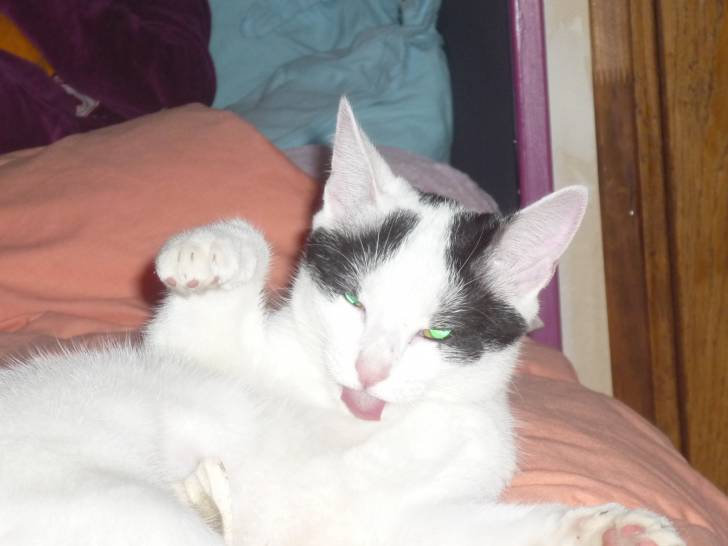 Chipi - (2 ans)