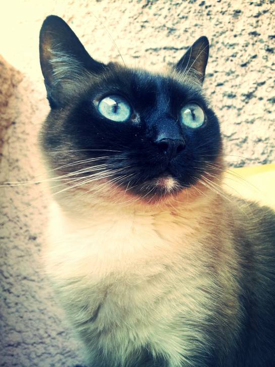 Lila - (7 ans)