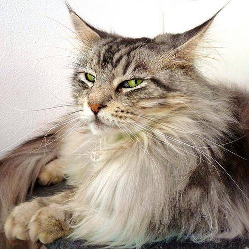margot - (2 ans)