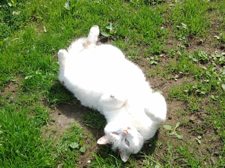 Minette - (7 ans)