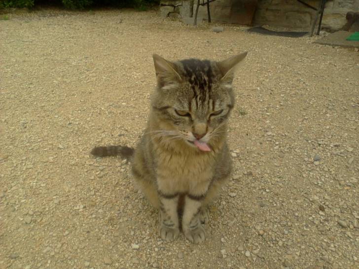 Frimousse - Mâle (9 ans)