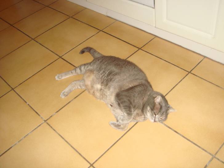 chipie - (11 ans)