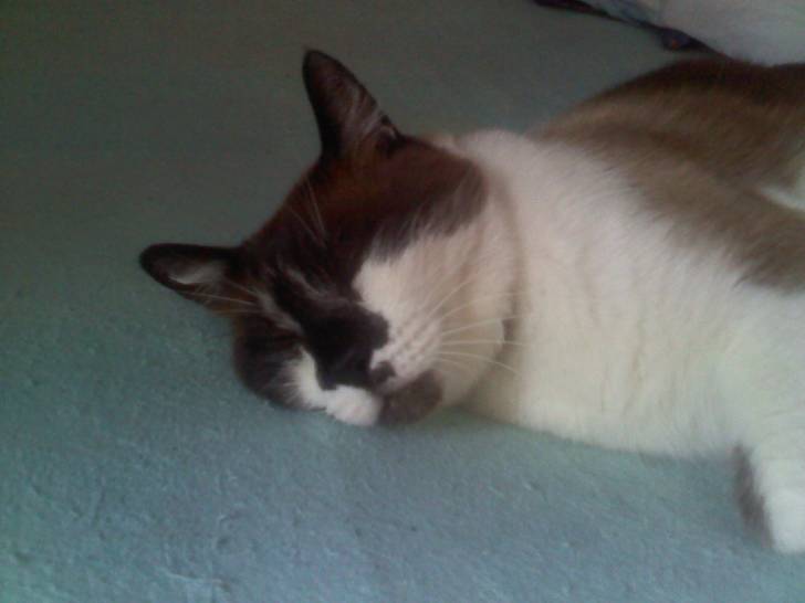 MOUMOUNE - Mâle (9 ans)