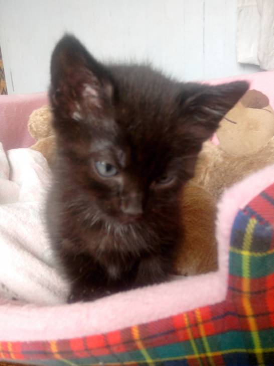 PACHA - (2 mois)