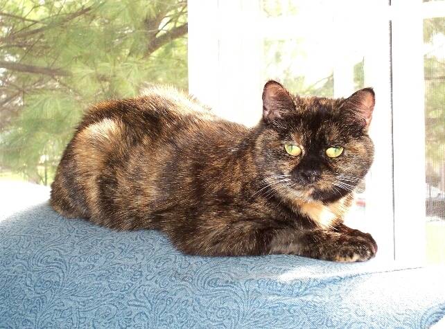 Cleo - (1 an)