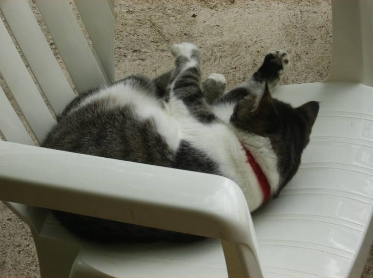 Ciboulette - (4 ans)