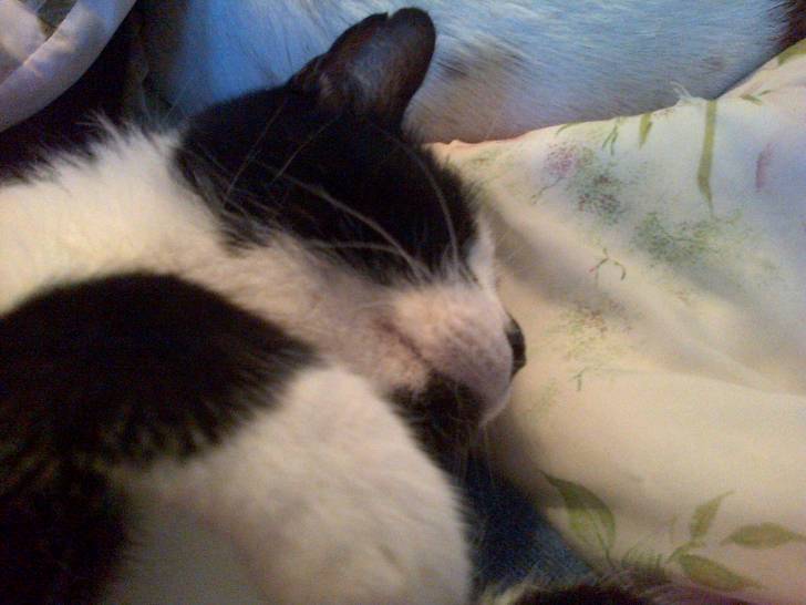 Kipper - Mâle (12 ans)