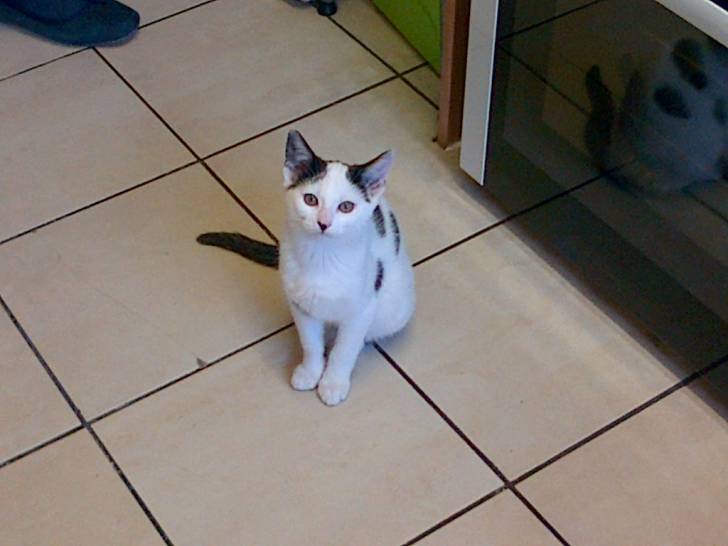 Pixie - (6 mois)