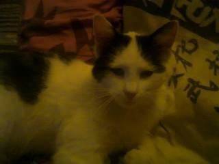 blanchette - (2 ans)