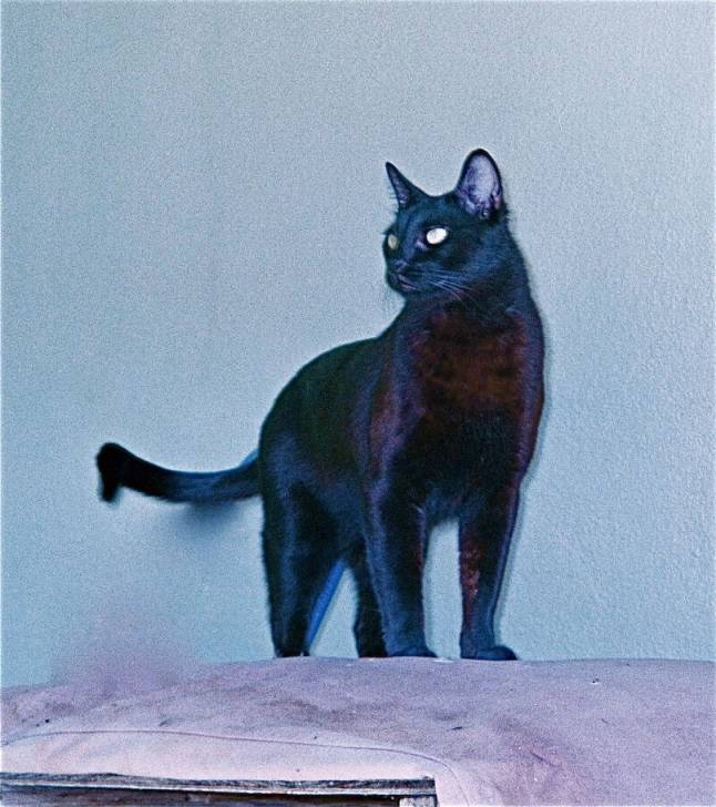 Chocolate Standing - (2 ans)