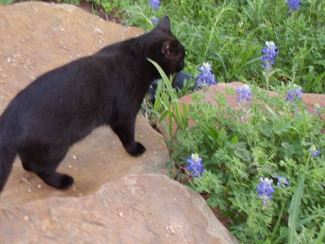 Chocolate Loooking at the flowers - (2 ans)