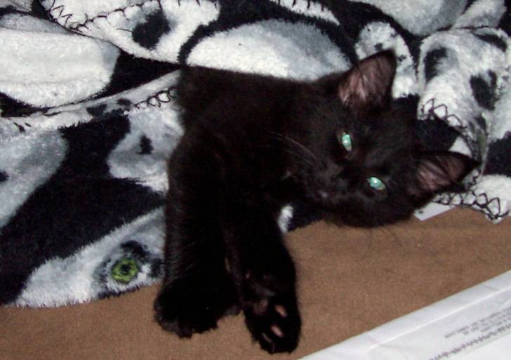 Chocolate Sleeping - (2 ans)