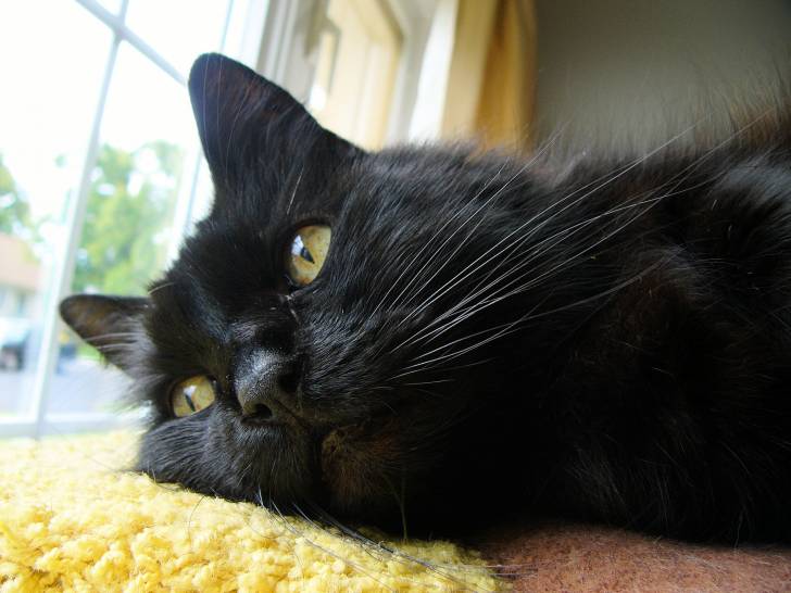 Chocolate Laying down near the window - (2 ans)