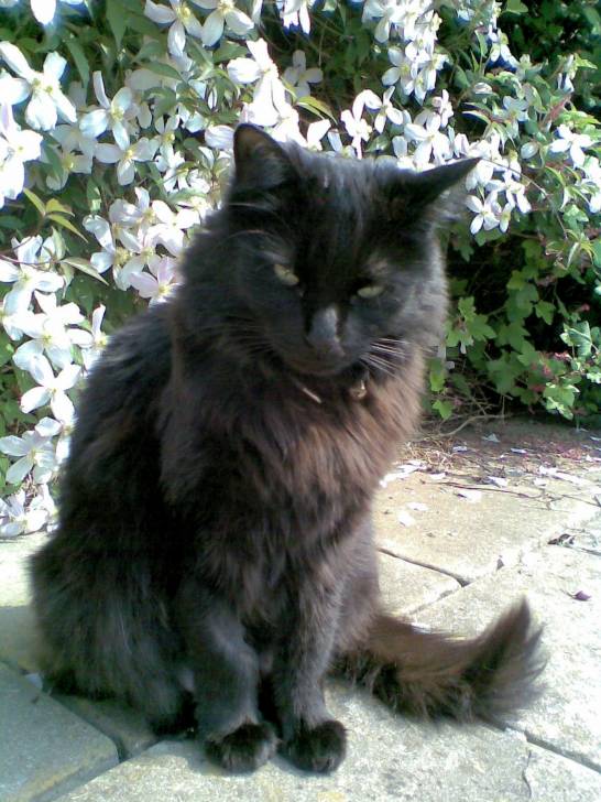 Lady - (3 ans)