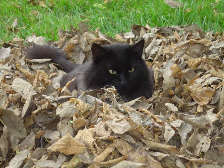Chocolate in the leaves - (2 ans)