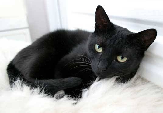 Chocolate laying - (2 ans)