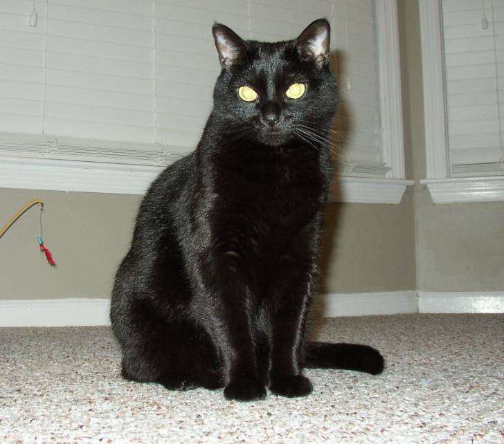 Chocolate Sitting - (2 ans)
