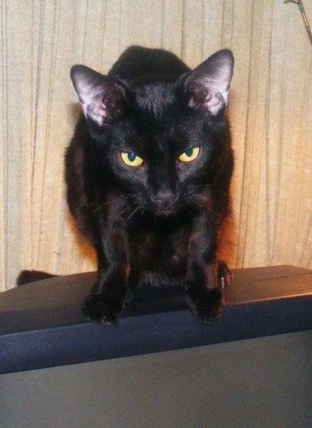 Chocolate is looking at something in the house - (2 ans)