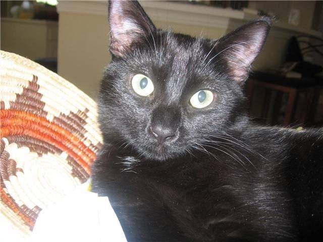 Yesa - Mâle (4 ans)