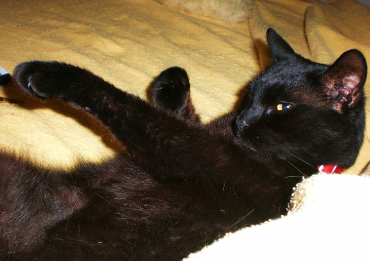 Yesa Laying - Mâle (4 ans)