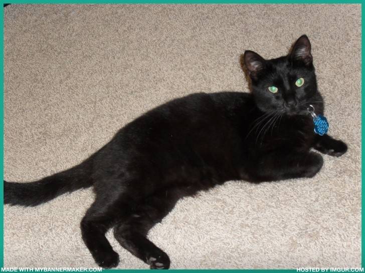 Chocolate laying in the hallway - (2 ans)