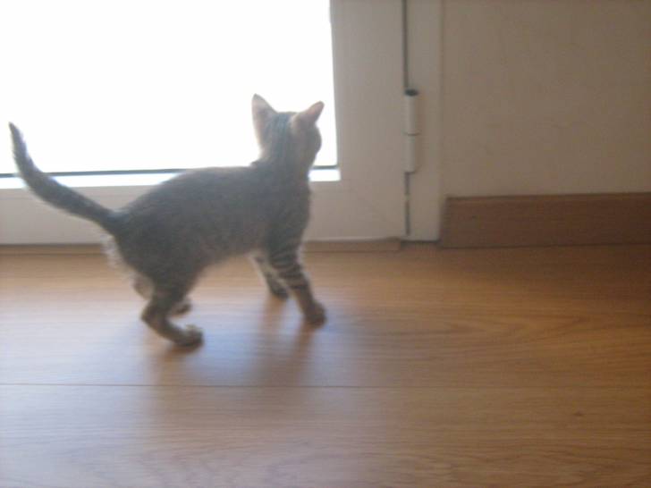 Tigra - (2 mois)