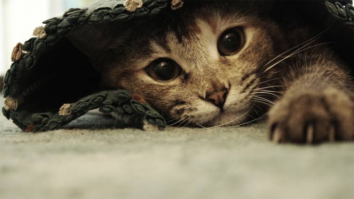 LOLA - (5 mois)