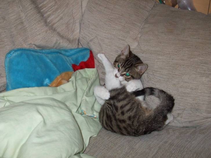 Fudge - Mâle (3 ans)