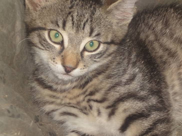 Leo - Mâle