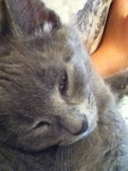 Jasper - Mâle (5 mois)