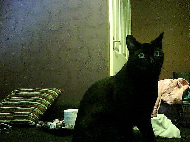 Tilly -