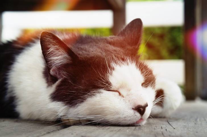 Kokat - Mâle (3 ans)