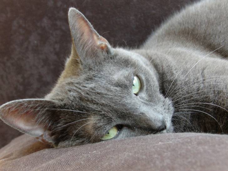 Schiwa - (5 ans)